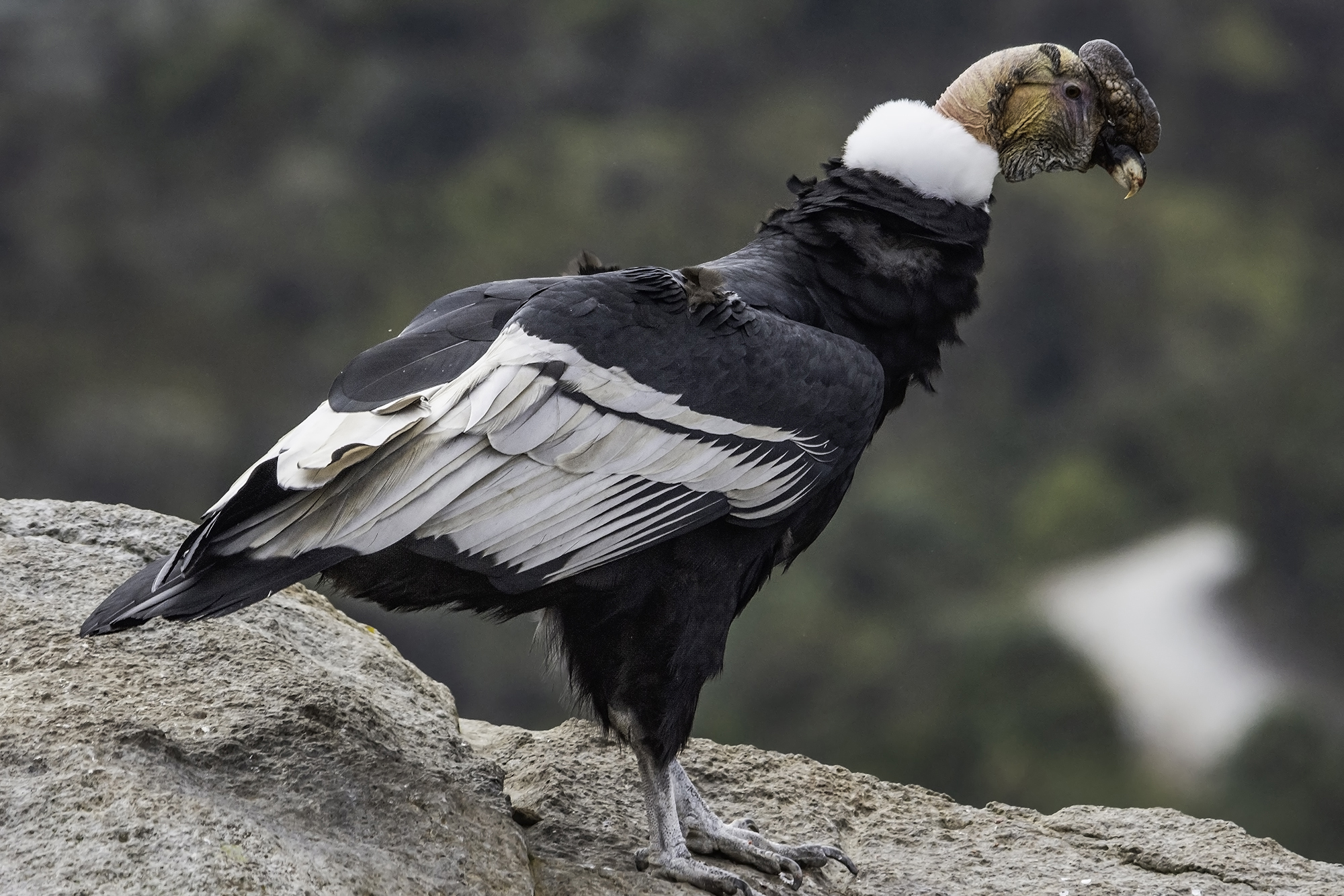 Andean Condor/ Condor des Andes/ Vultur gryphus – Coraves Birding Tours